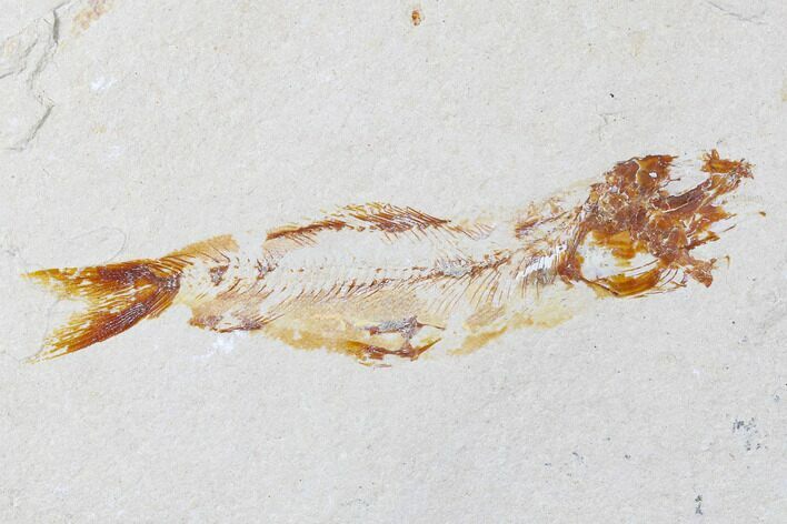 Cretaceous Fossil Fish (Davichthys) - Hakel, Lebanon #173376